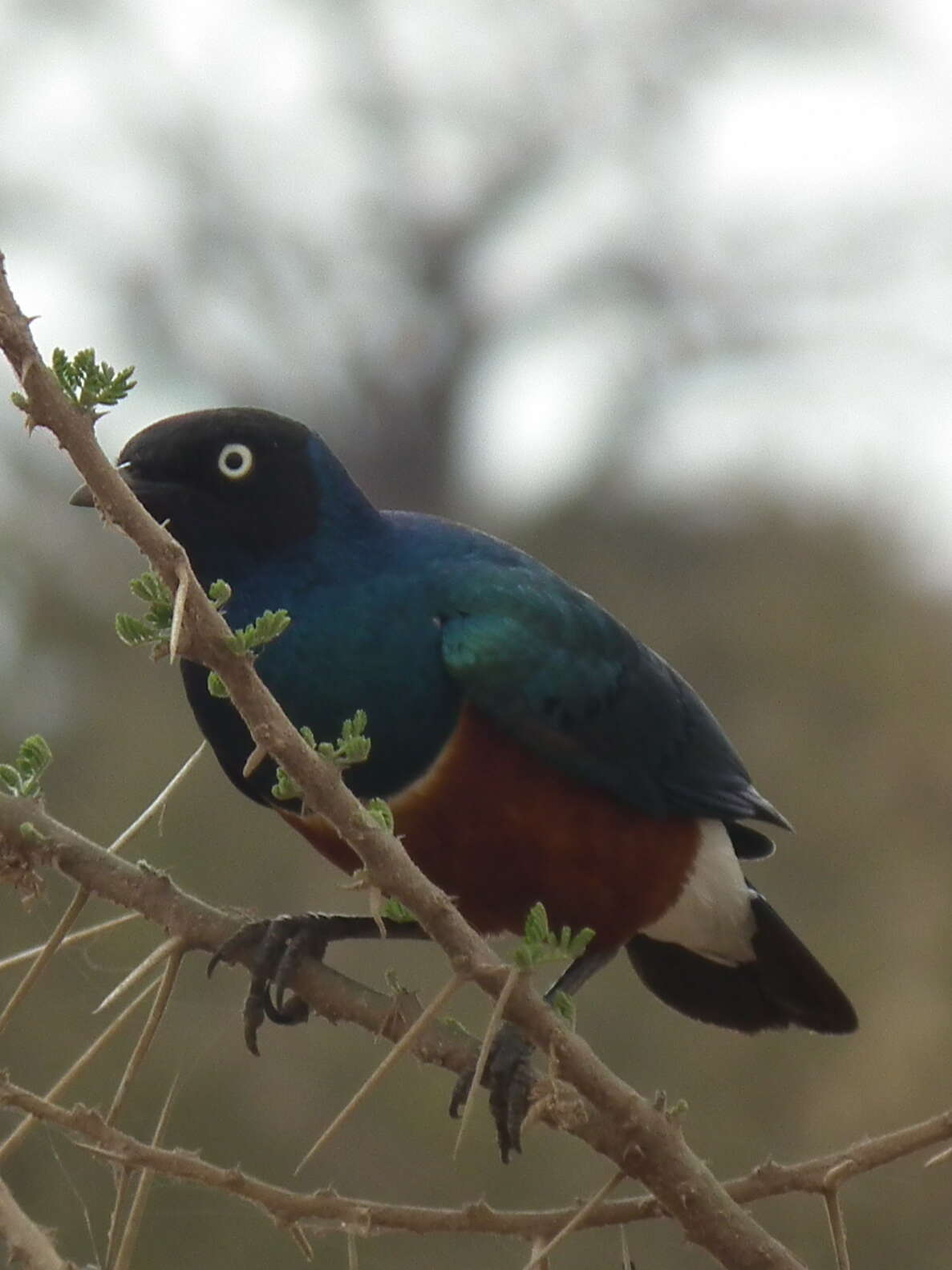 Image of Superb Starling