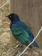 Image of Superb Starling