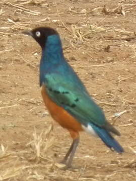 Image of Superb Starling