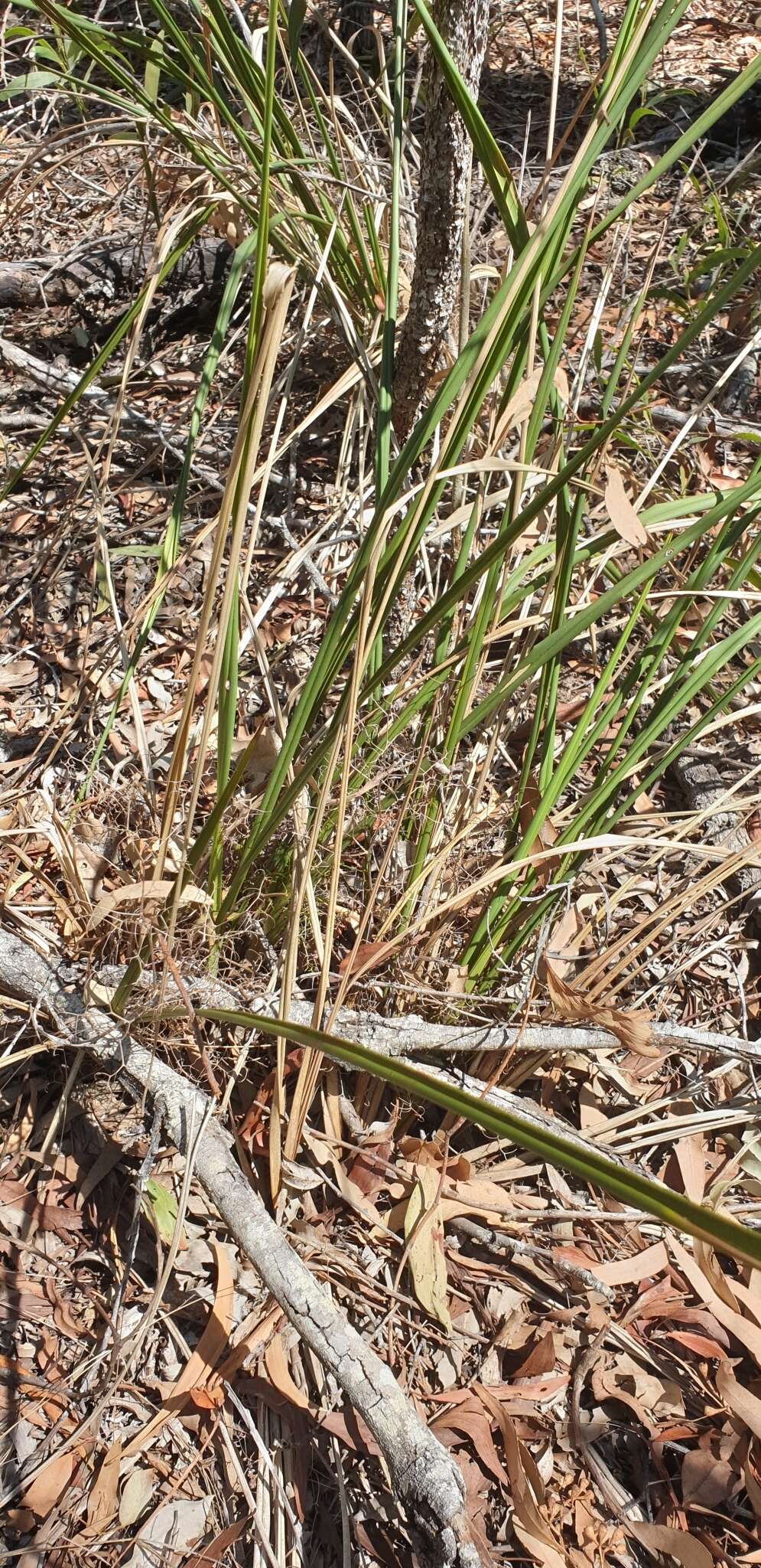 Image of Dianella brevipedunculata R. J. F. Hend.