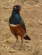 Image of Superb Starling