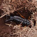 Image of seashore earwig