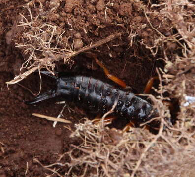 Image of seashore earwig