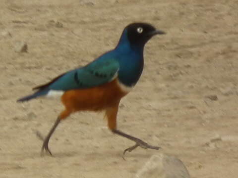 Image of Superb Starling