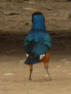 Image of Superb Starling