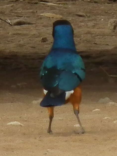 Image of Superb Starling