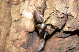 Image of Japanese rhinoceros beetle