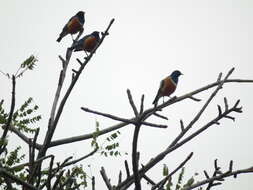 Image of Superb Starling