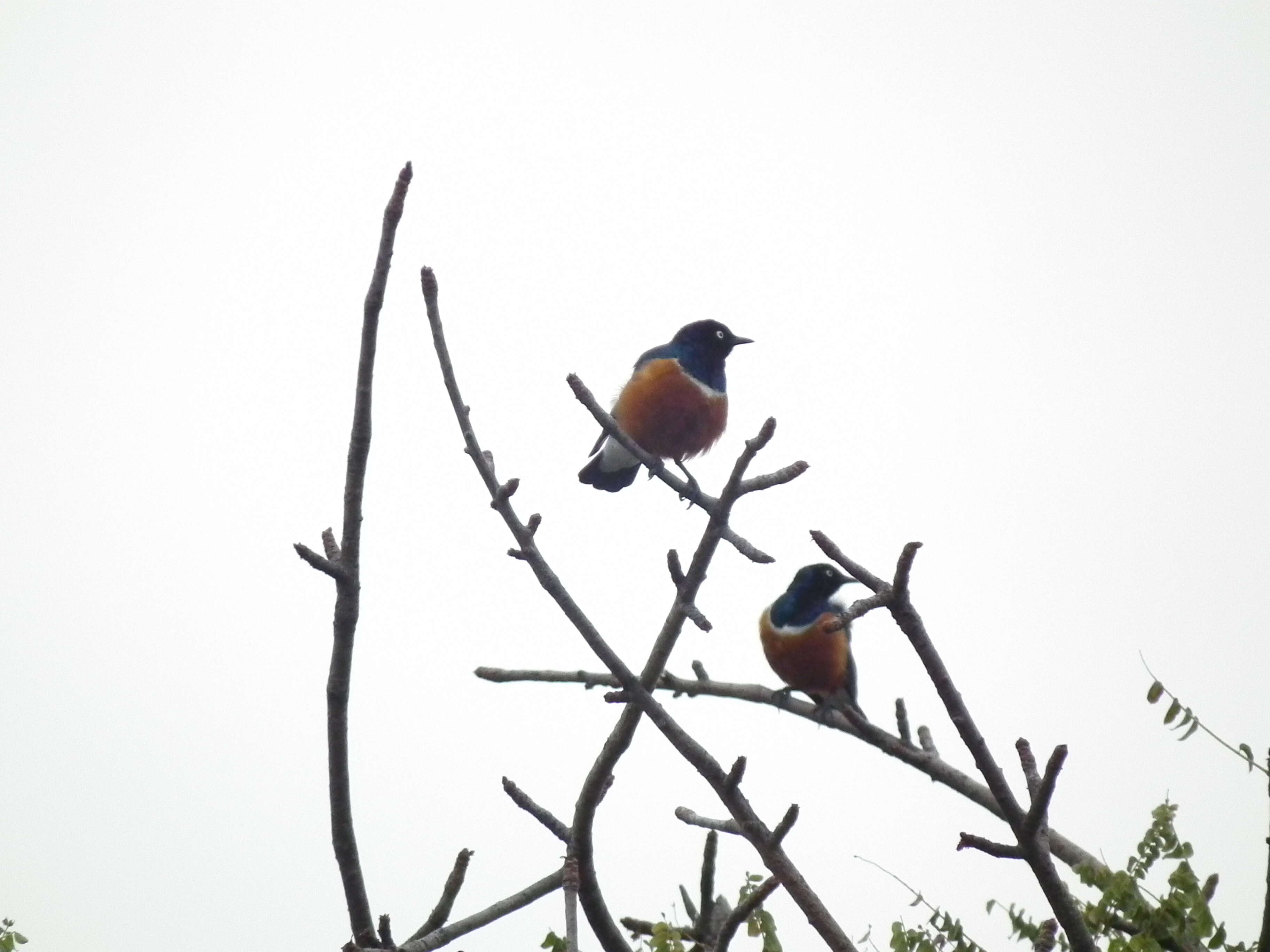 Image of Superb Starling