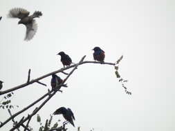 Image of Superb Starling