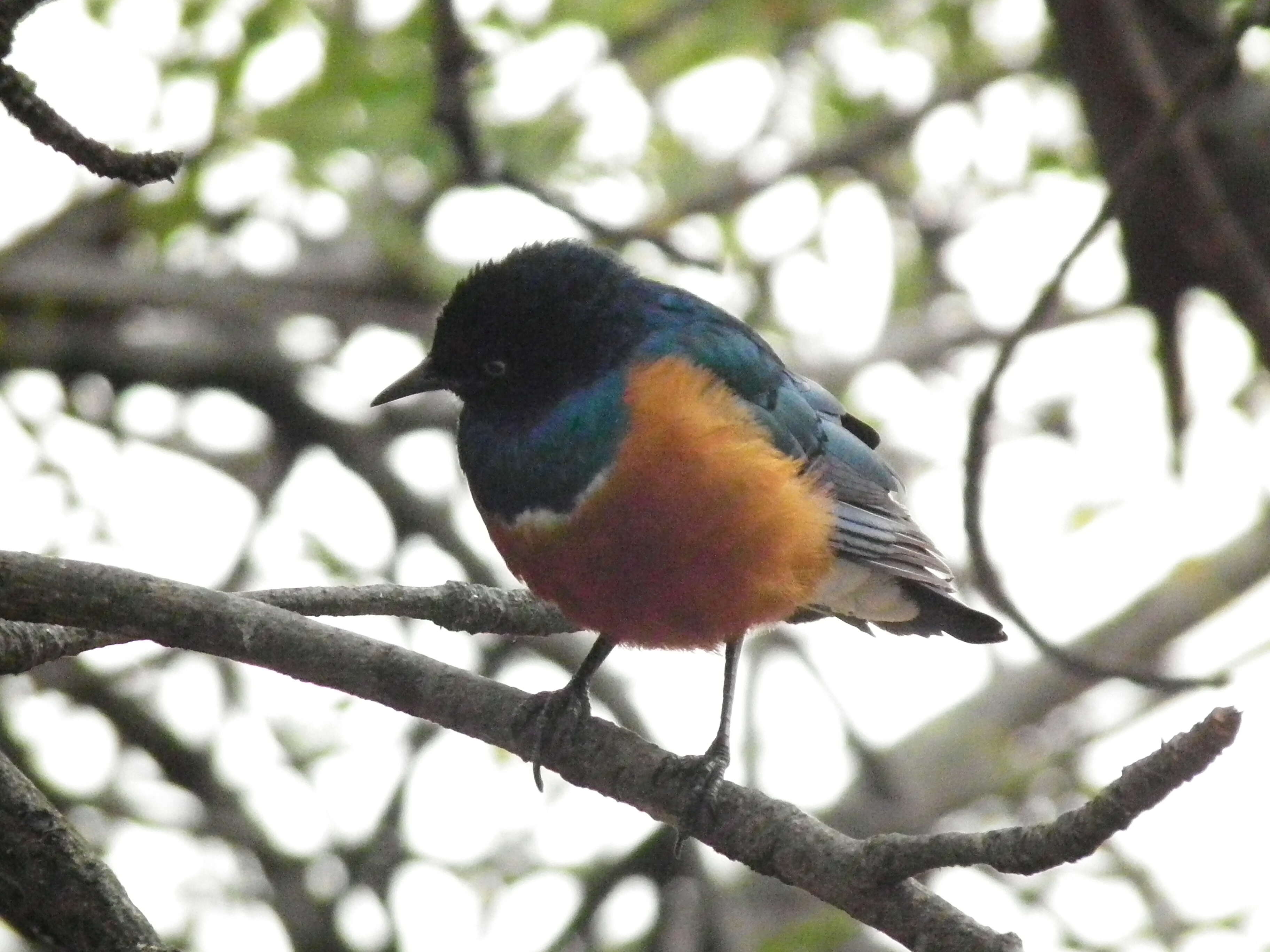 Image of Superb Starling