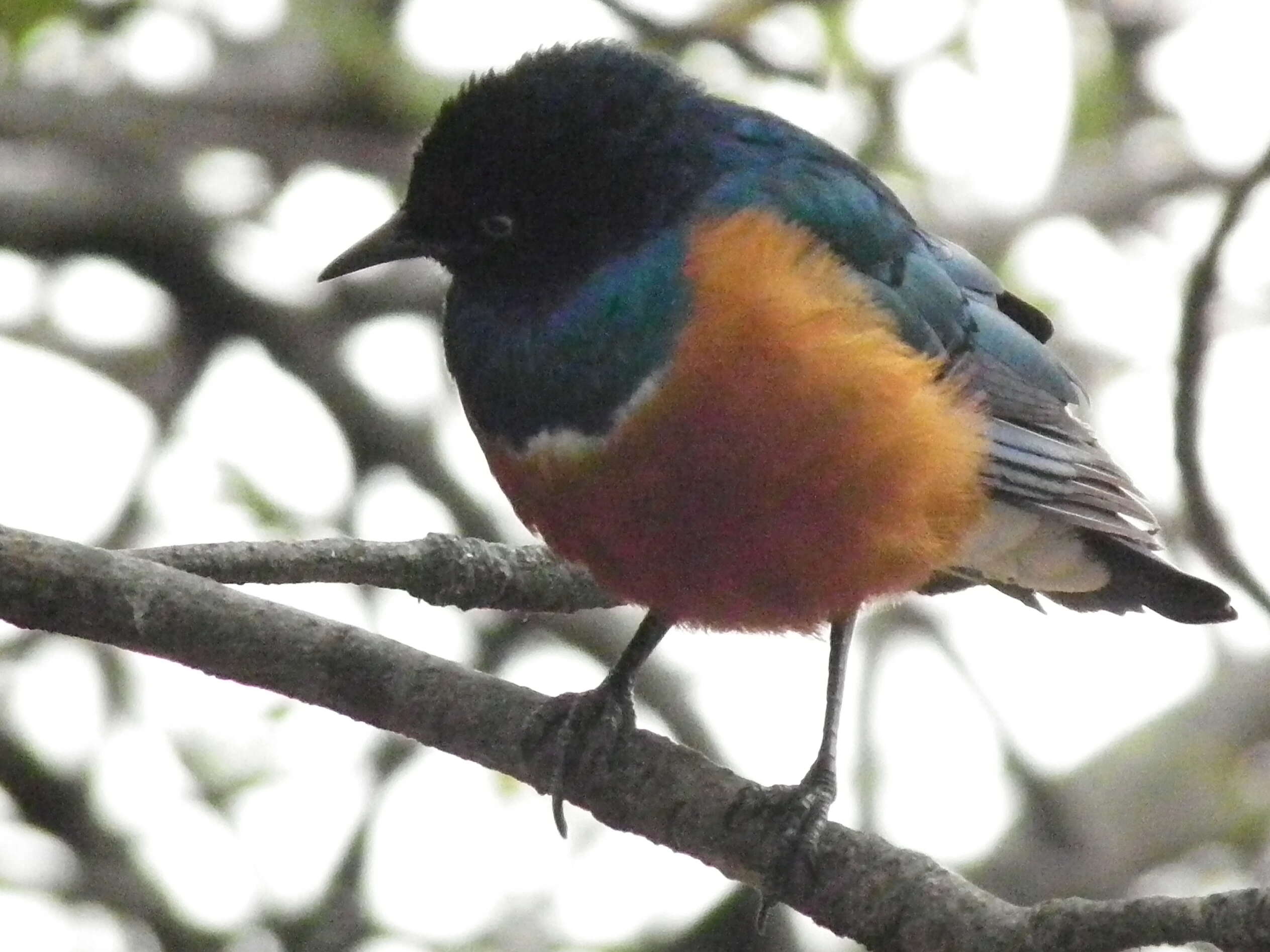 Image of Superb Starling