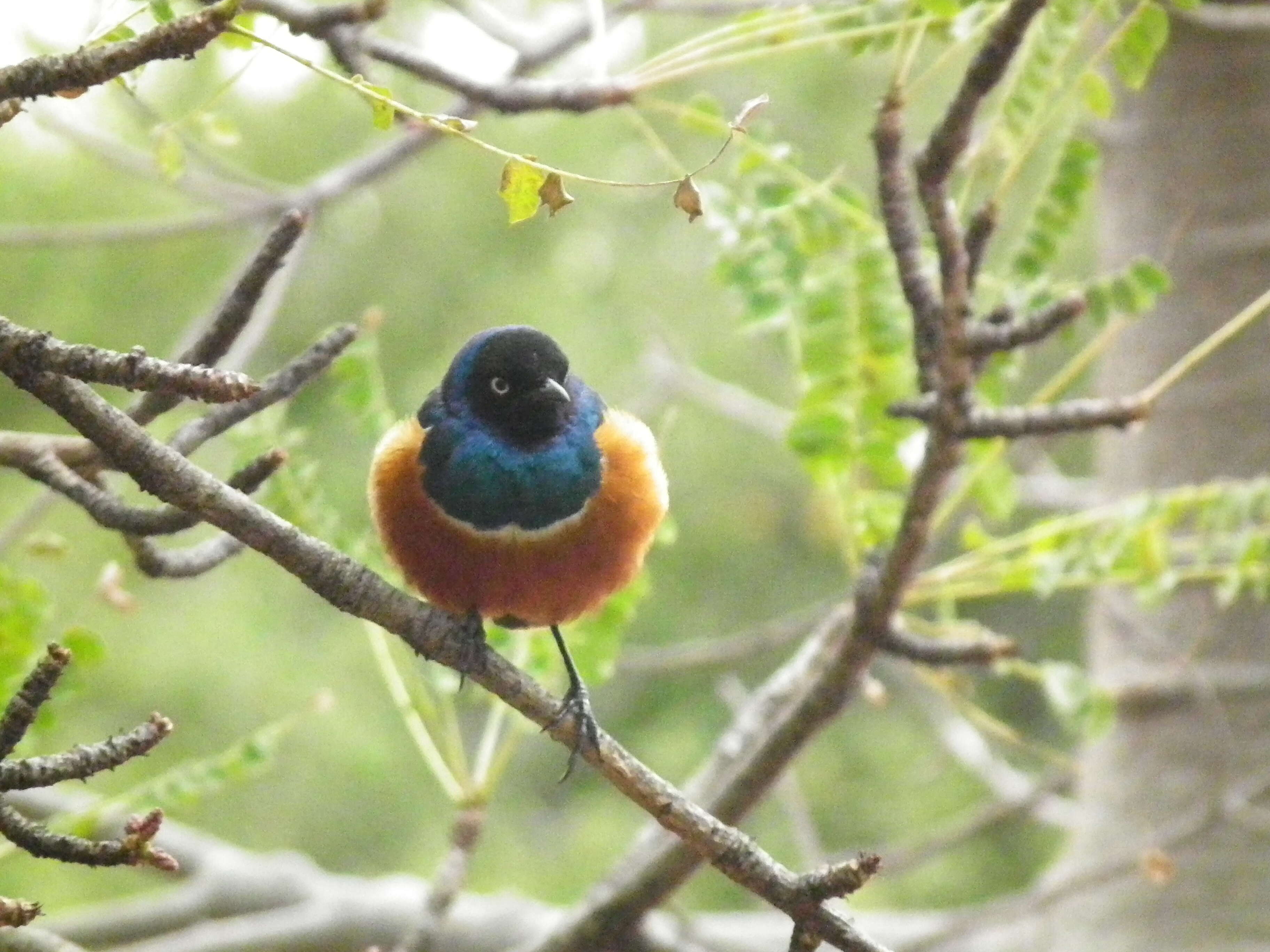 Image of Superb Starling