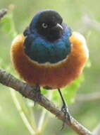 Image of Superb Starling