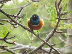 Image of Superb Starling