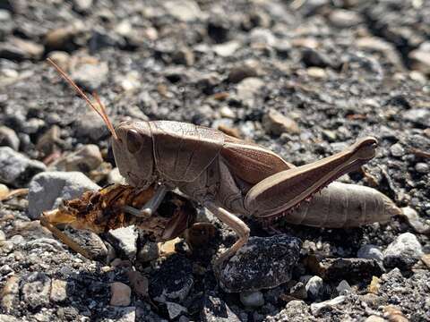 Слика од Paratylotropidia brunneri Scudder & S. H. 1897