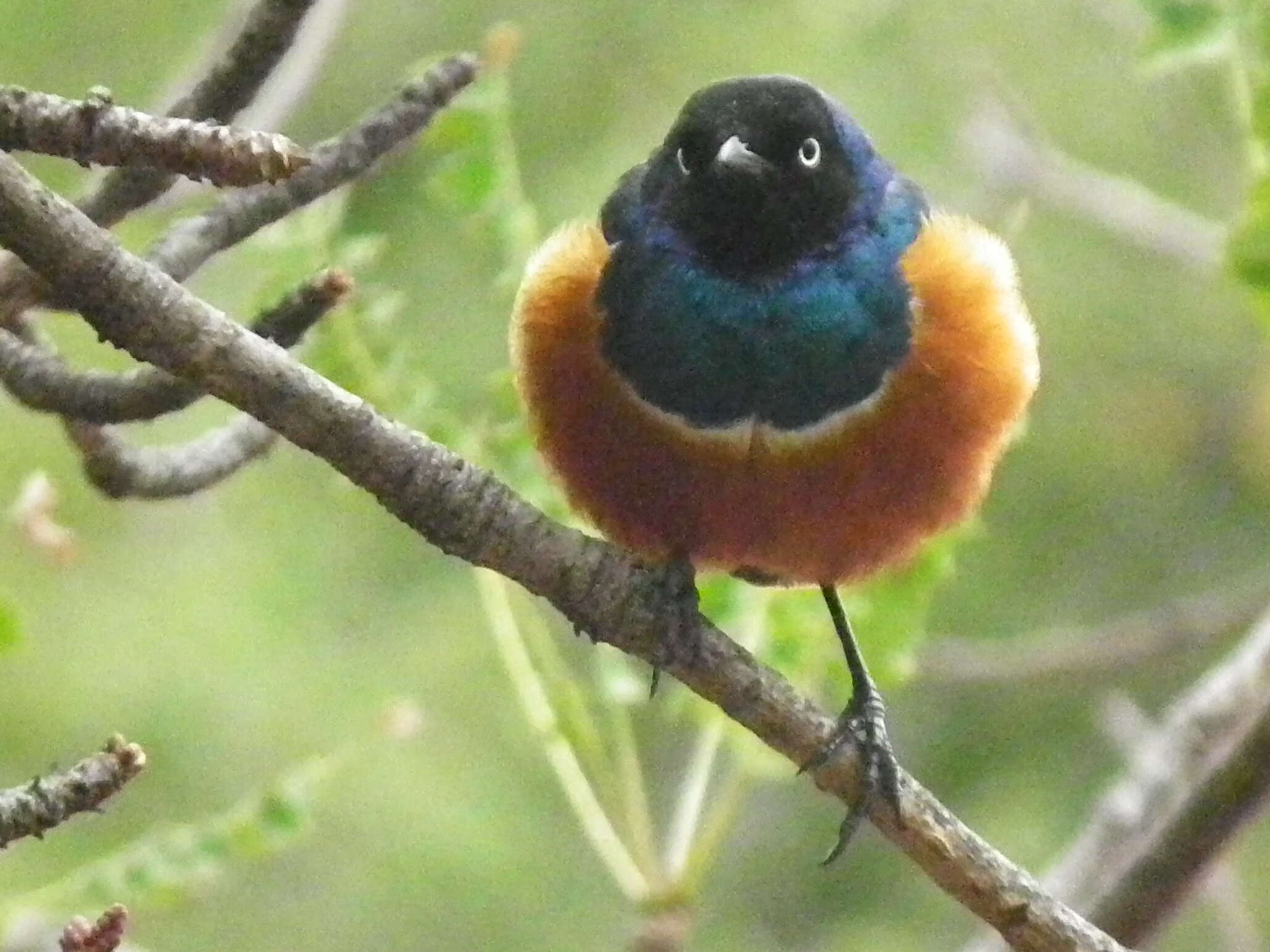 Image of Superb Starling