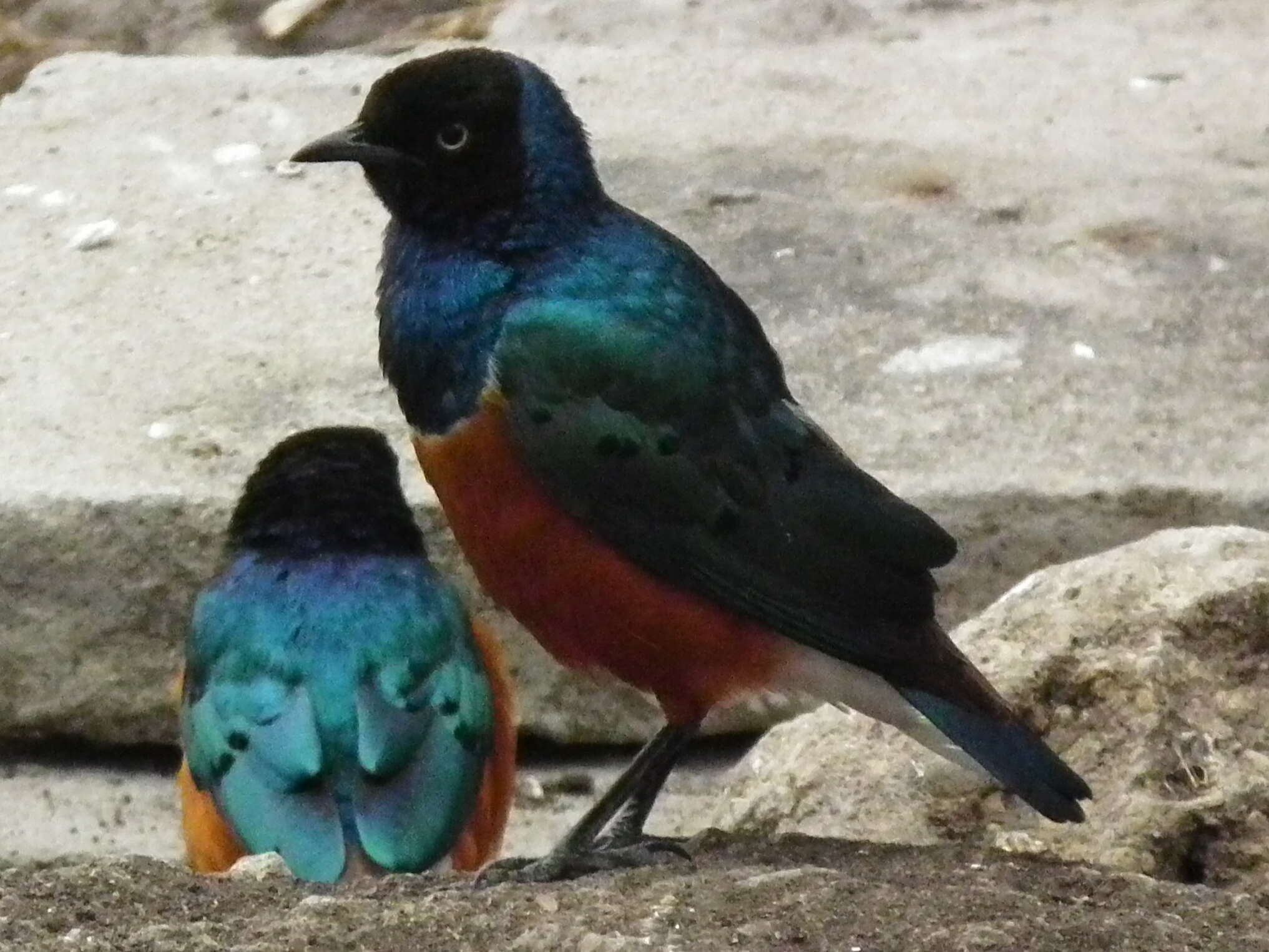 Image of Superb Starling