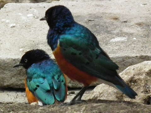 Image of Superb Starling