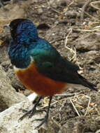 Image of Superb Starling