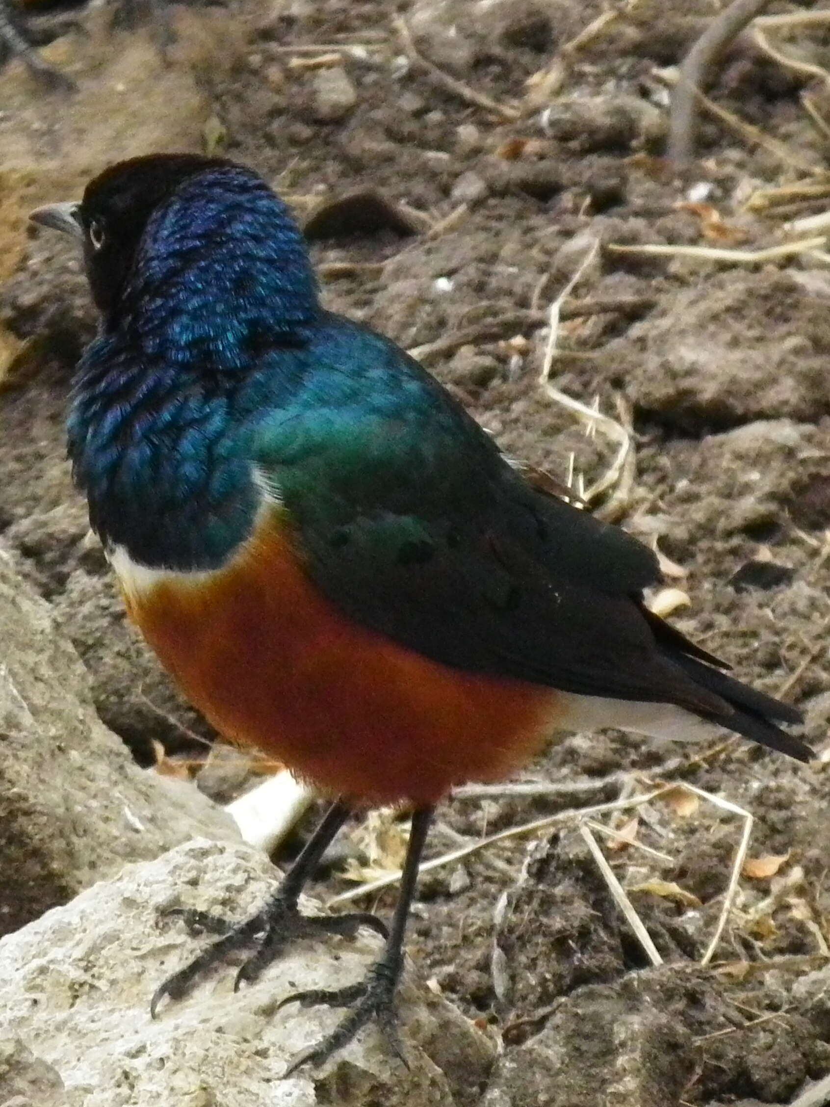 Image of Superb Starling