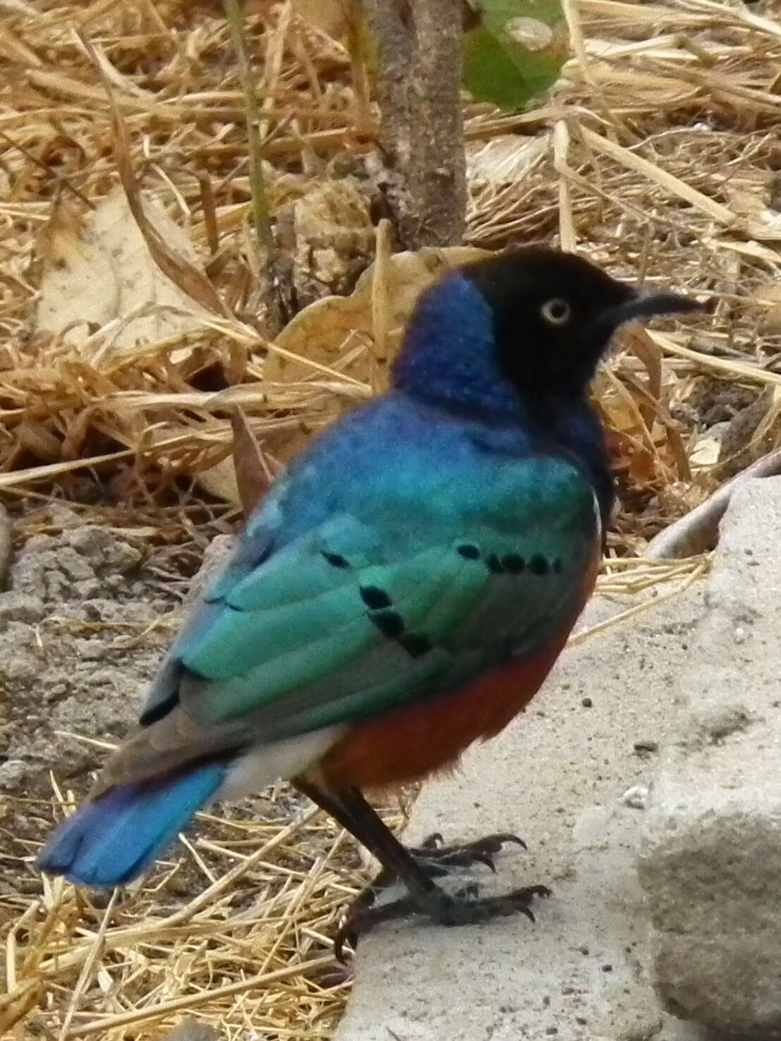 Image of Superb Starling