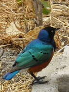 Image of Superb Starling