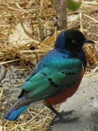 Image of Superb Starling