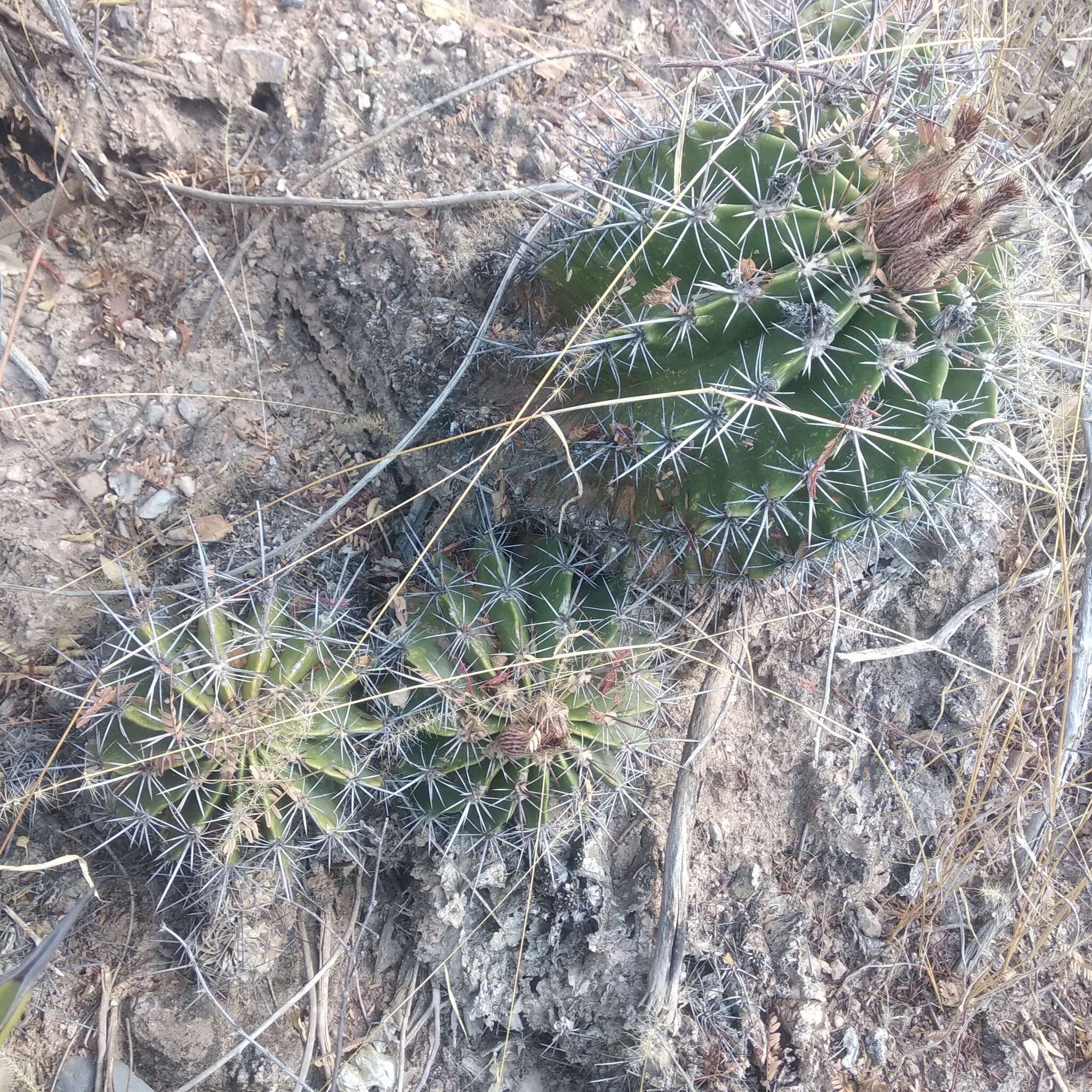 Image of Ferocactus flavovirens (Scheidw.) Britton & Rose