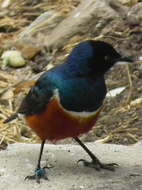 Image of Superb Starling