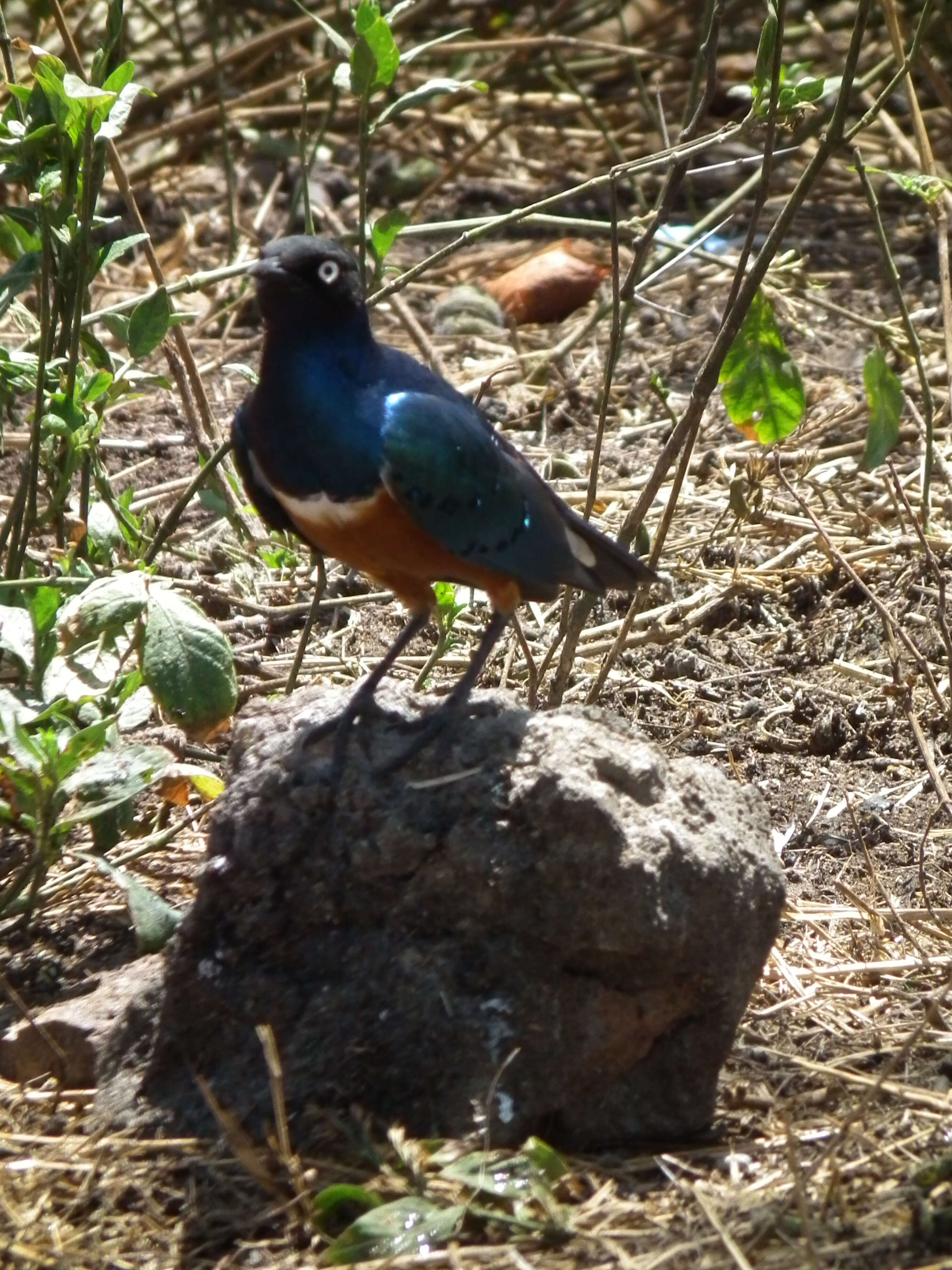 Image of Superb Starling