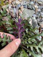 Image of Senecio morrisonensis Hayata