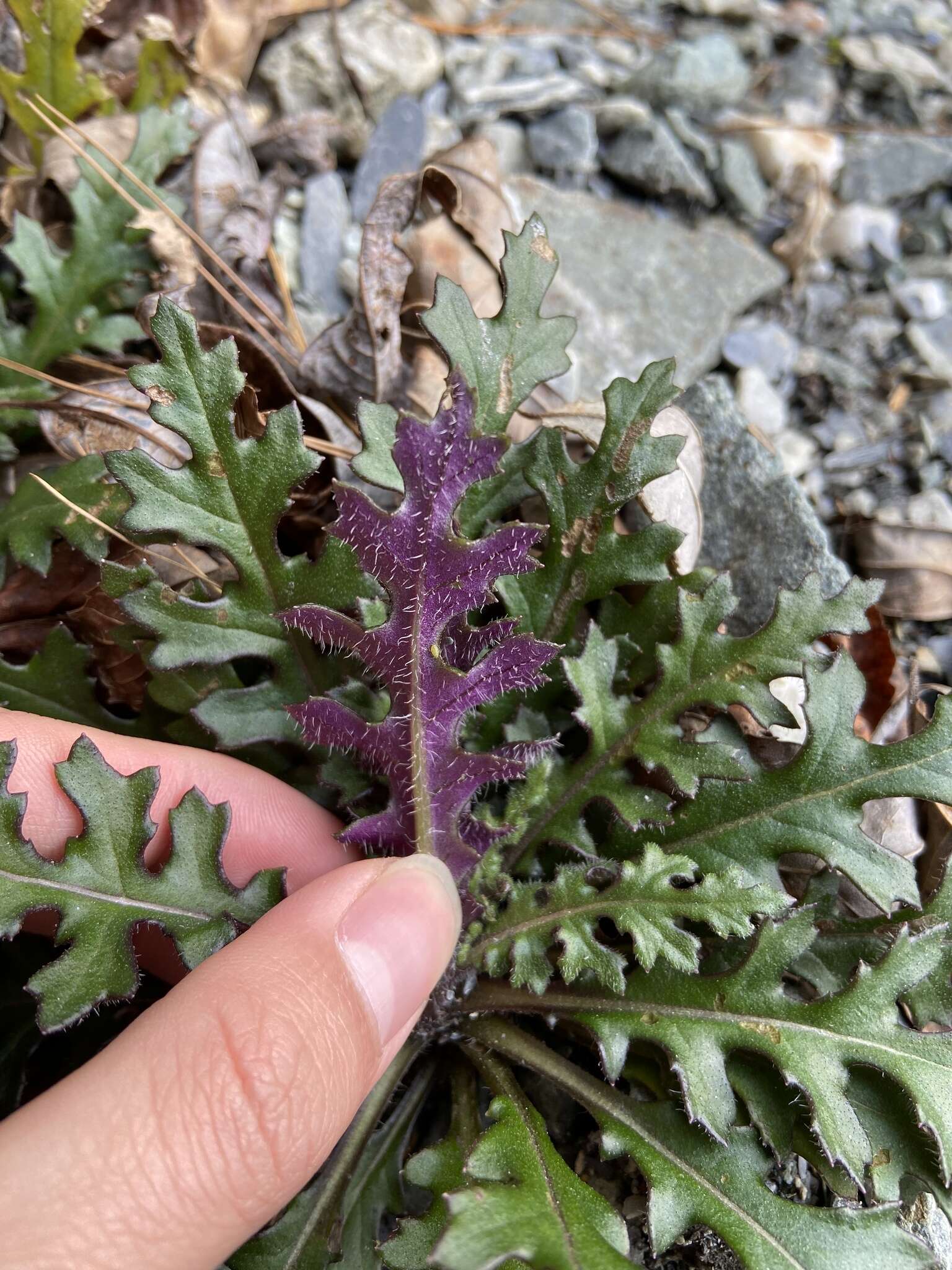 Plancia ëd Senecio morrisonensis Hayata