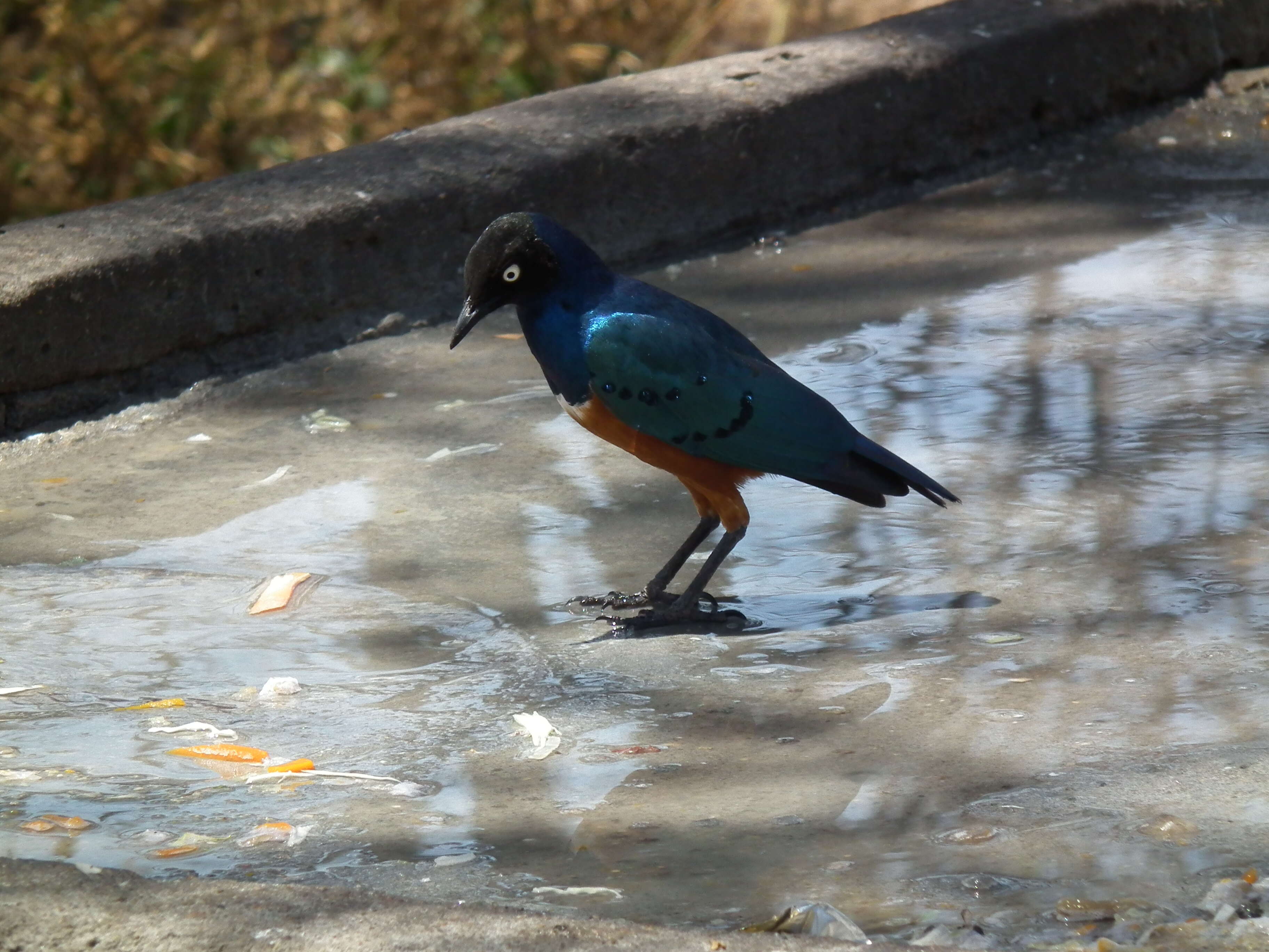 Image of Superb Starling