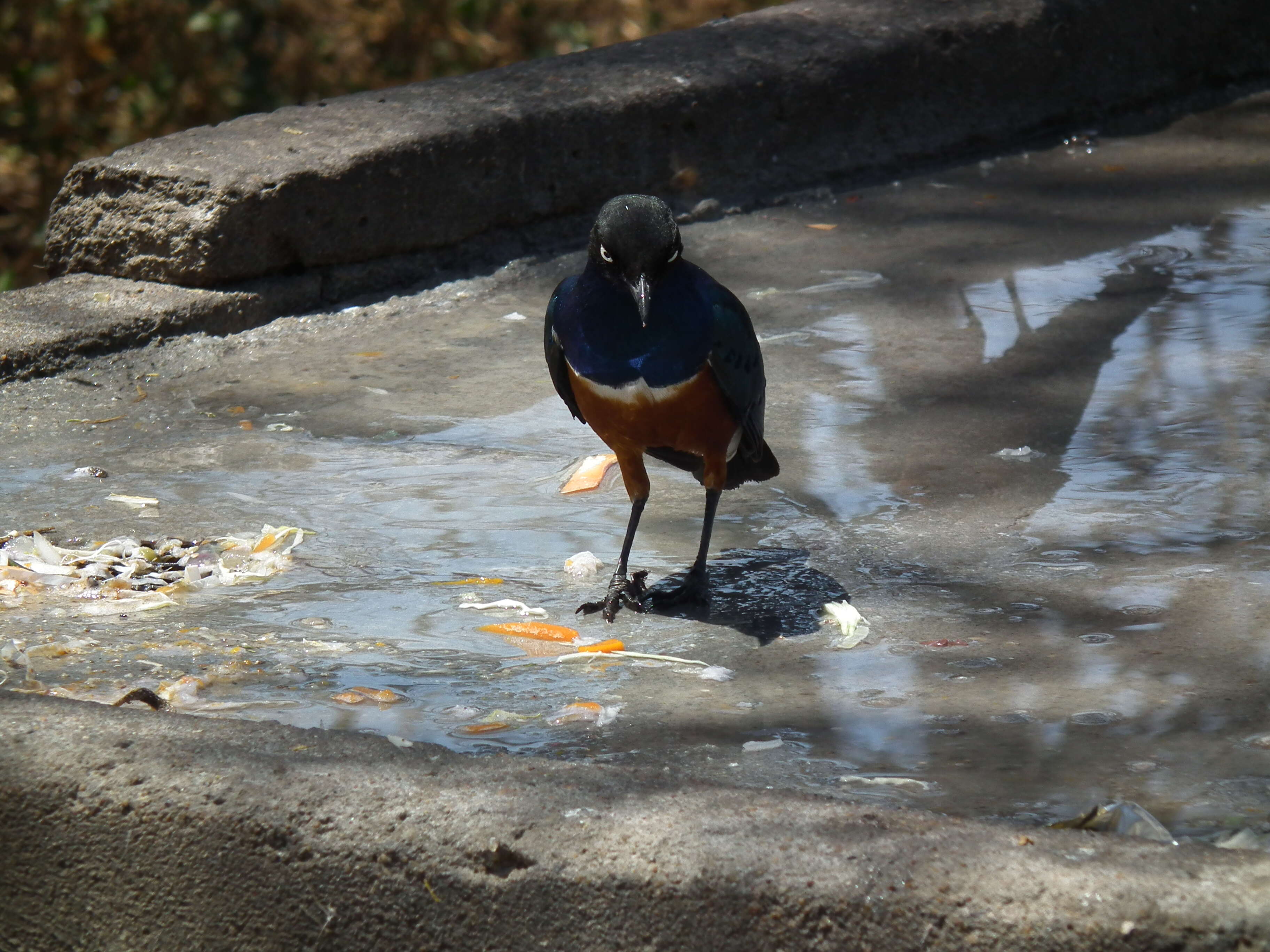 Image of Superb Starling