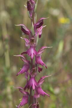 Image of Anacamptis sancta (L.) R. M. Bateman, Pridgeon & M. W. Chase