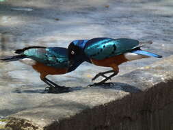 Image of Superb Starling