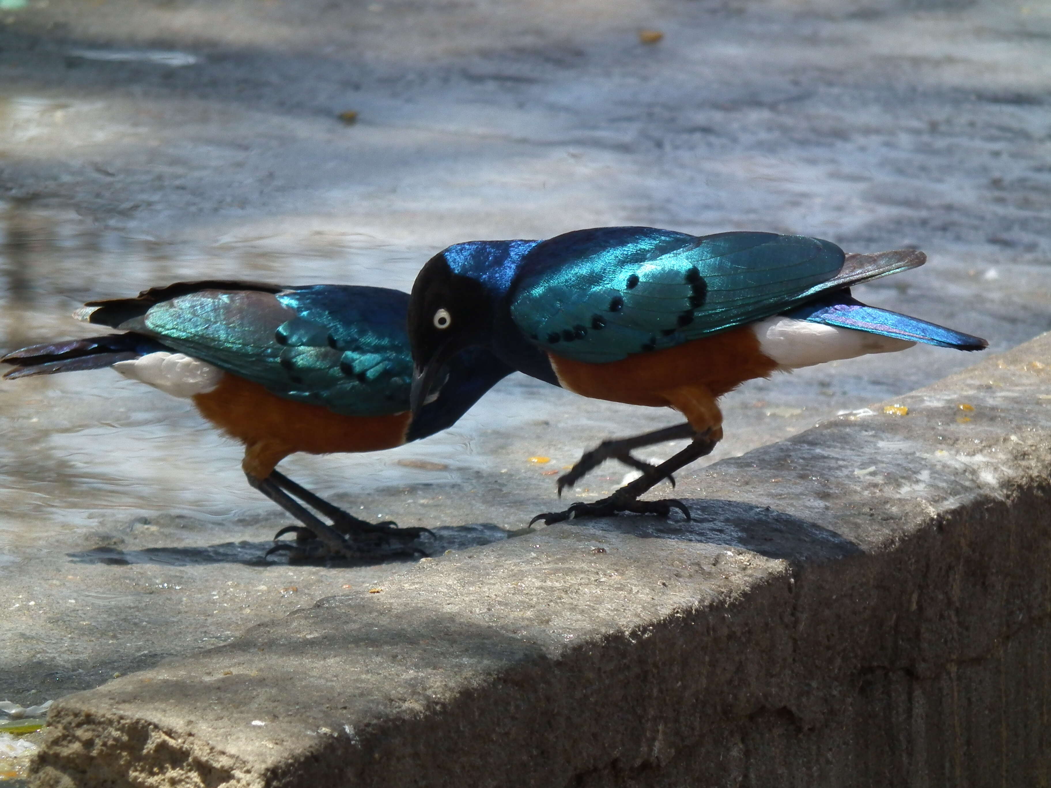 Image of Superb Starling