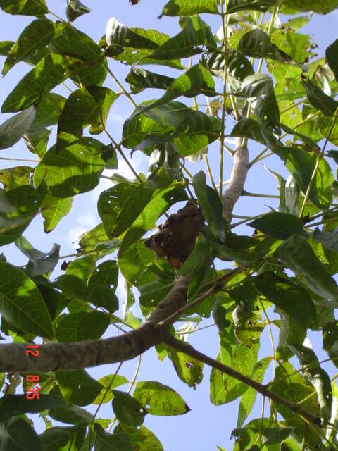 Image of Little Flying Cow