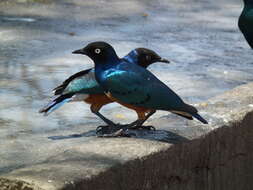 Image of Superb Starling