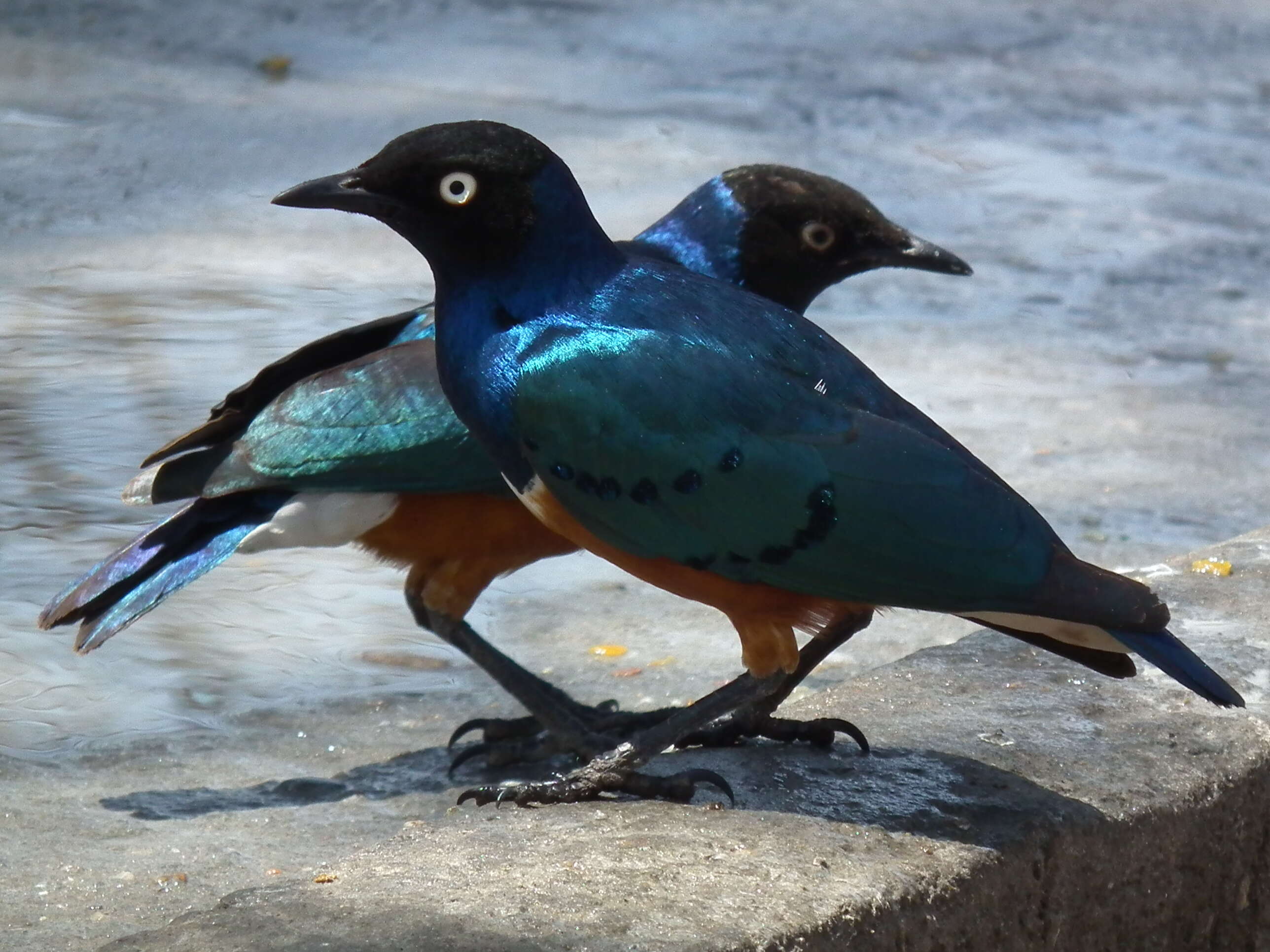 Image of Superb Starling