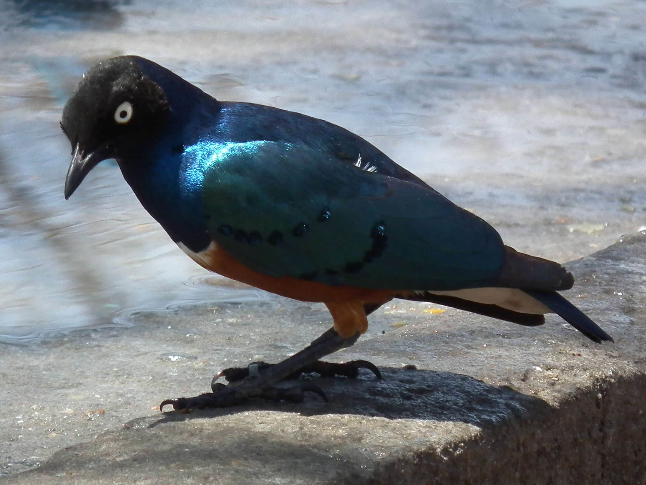 Image of Superb Starling