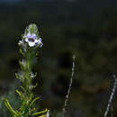 Image of Hemiphora bartlingii (Lehm.) B. J. Conn & Henwood