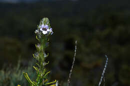 Image of Hemiphora bartlingii (Lehm.) B. J. Conn & Henwood