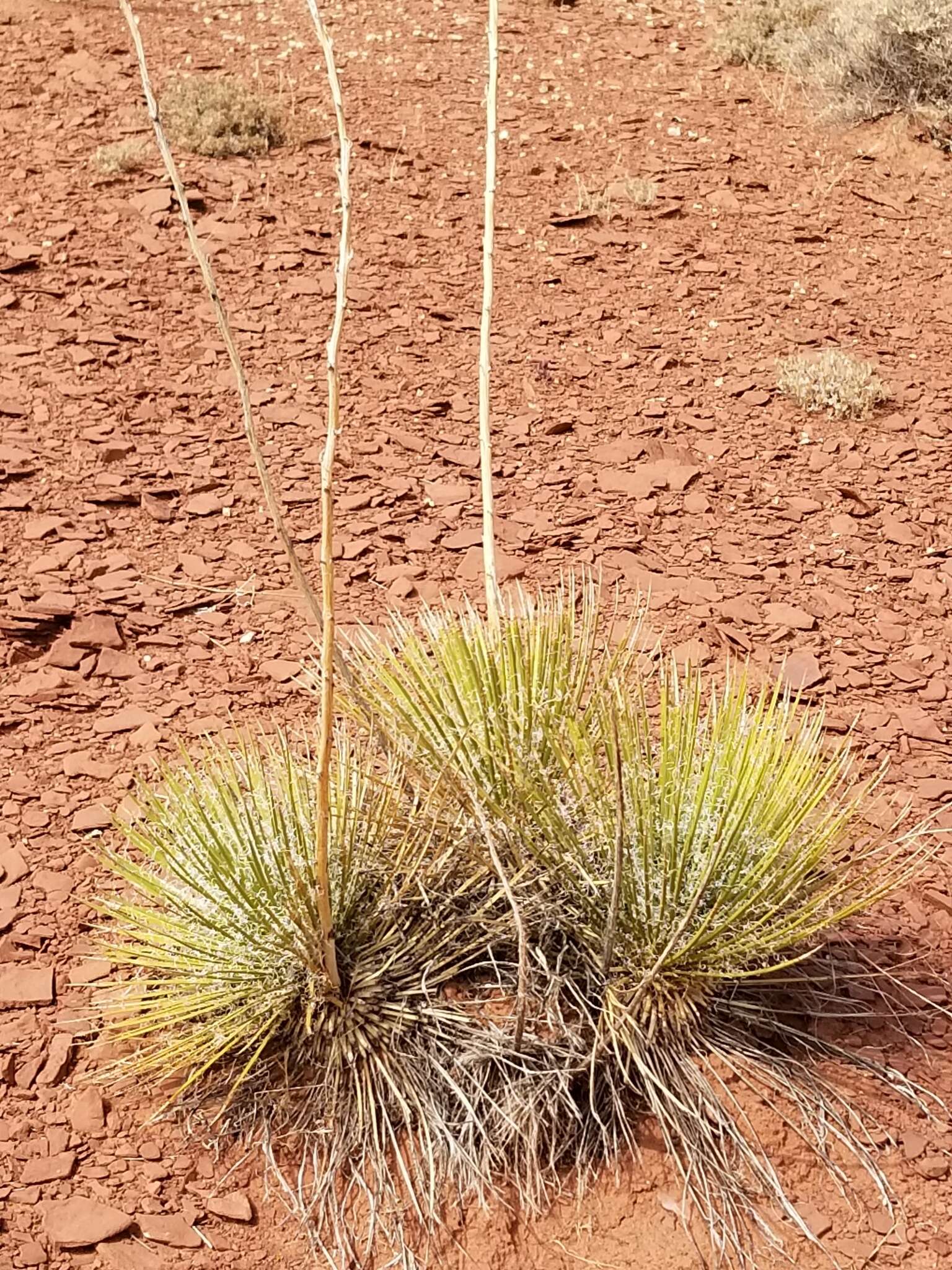 Image of narrowleaf yucca