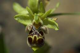 Image of Ophrys umbilicata Desf.