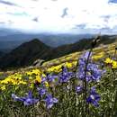 Imagem de Wahlenbergia ceracea Lothian