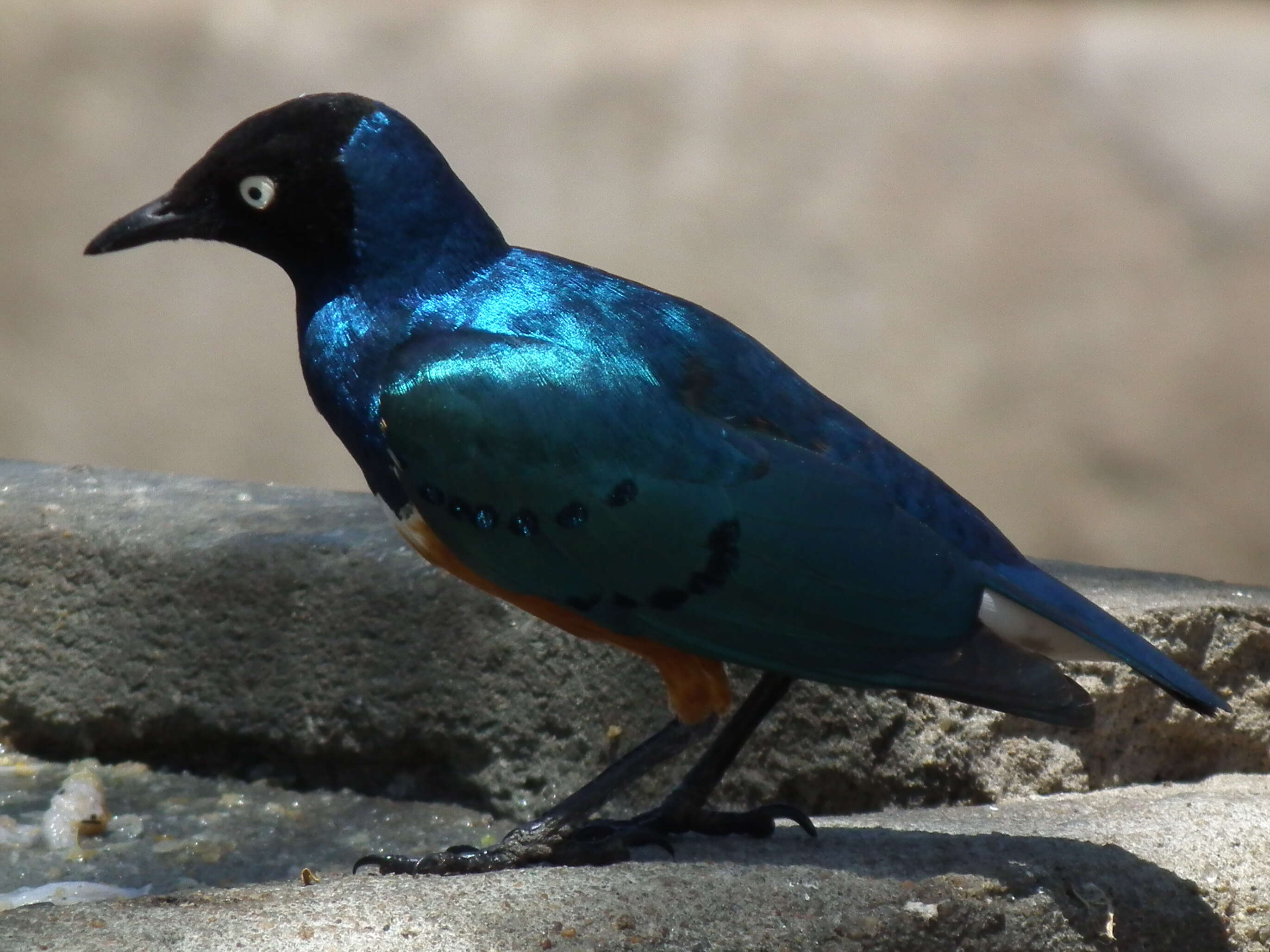 Image of Superb Starling