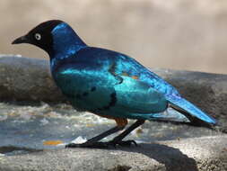 Image of Superb Starling