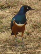 Image of Superb Starling